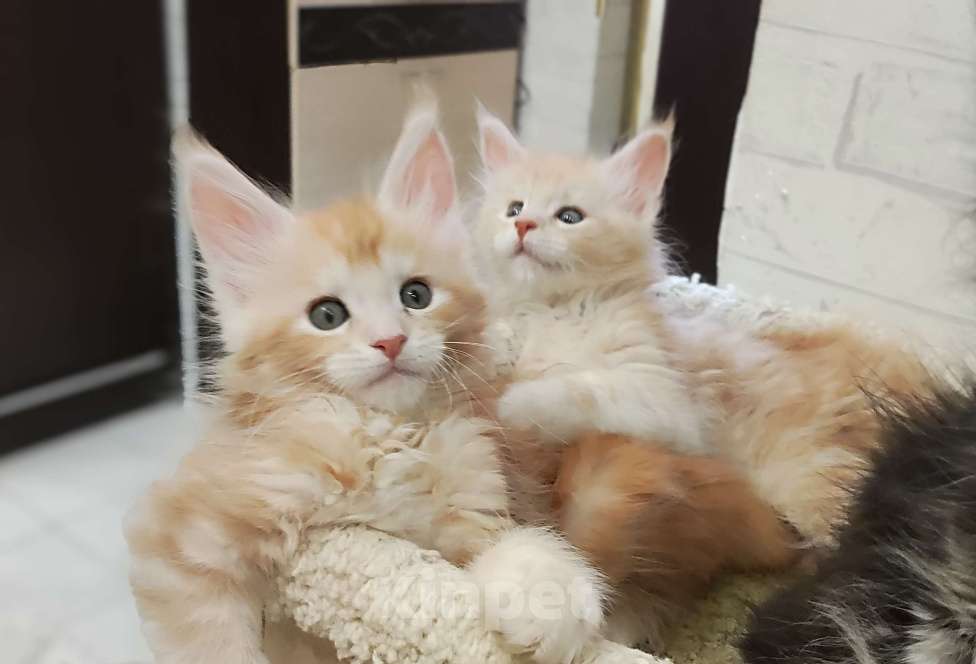 Кошки в Санкт-Петербурге: Красавец мейн-кун  Мальчик, 70 000 руб. - фото 1