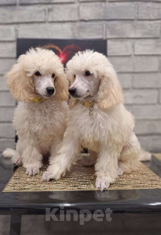 Собаки в Санкт-Петербурге: Девочка среднего пуделя,белого окраса Девочка, 150 руб. - фото 1