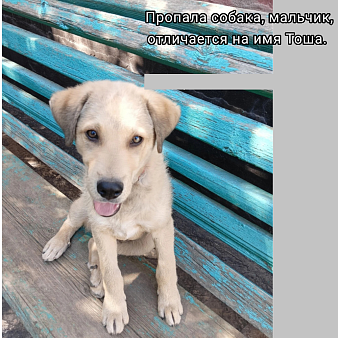 Объявление: Потерялась собака, 500 руб., Каменск-Шахтинский