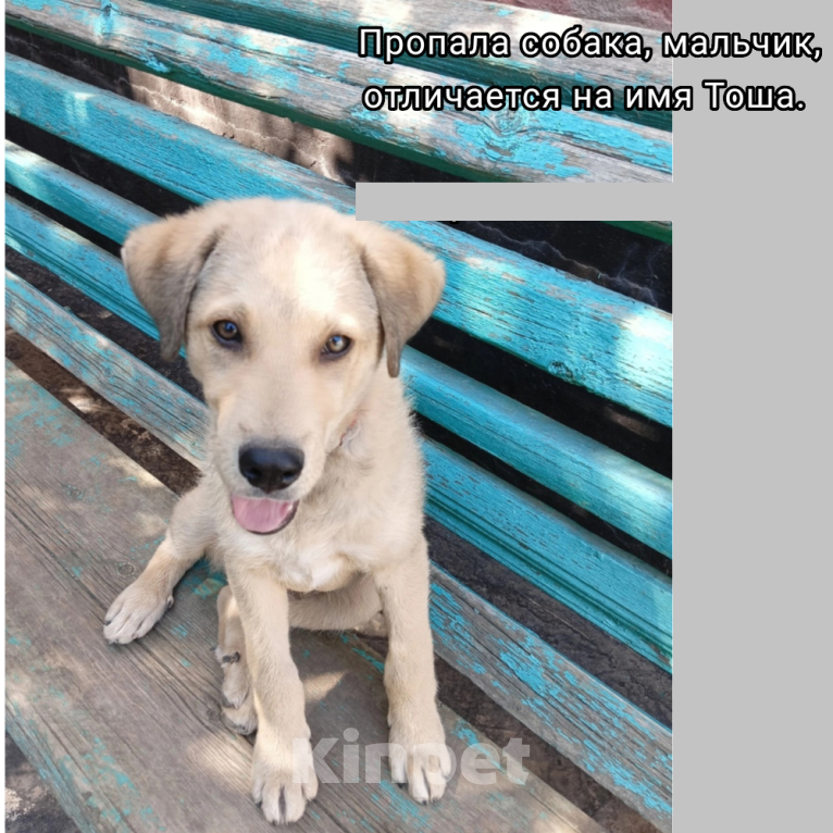 Собаки в Каменске-Шахтинском: Потерялась собака Мальчик, 500 руб. - фото 1