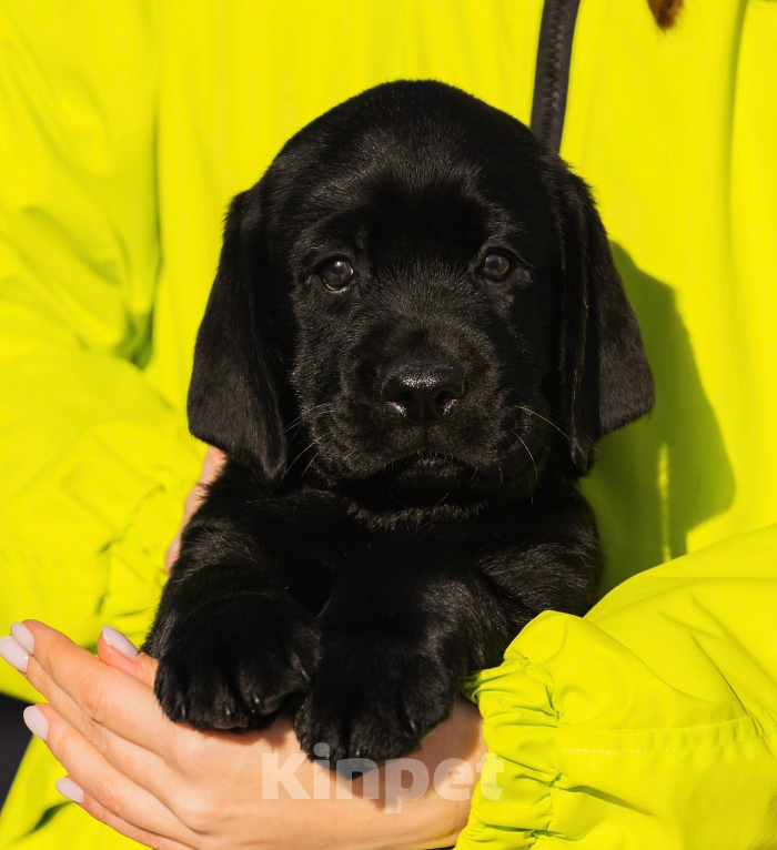 Собаки в Красноярске: Лабрадор ретривер щенки Мальчик, Бесплатно - фото 2