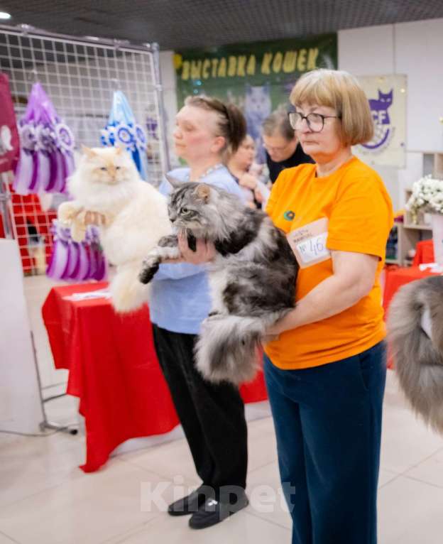 Кошки в других городах Московской области: Чудесный сибирский котик приглашает девочек на свидание. Мальчик, 25 000 руб. - фото 4