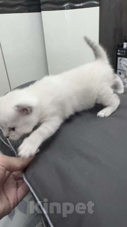 Кошки в Златоусте: Шотландский прямоухий Мальчик, 7 000 руб. - фото 2