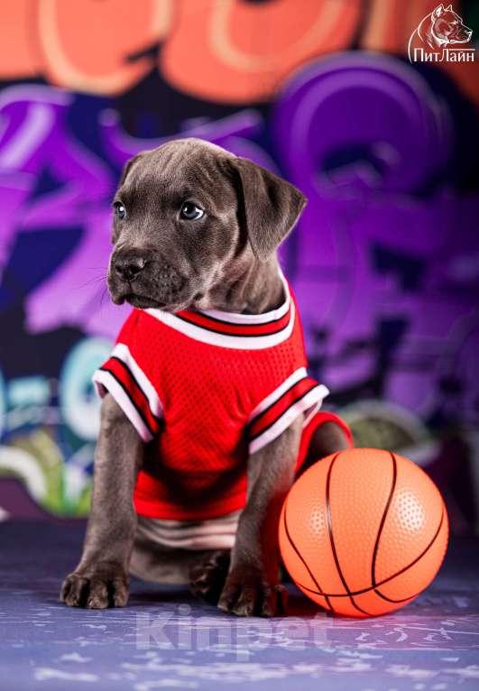 Собаки в Ульяновске: Американский питбультерьер, щенок Девочка, Бесплатно - фото 6