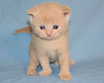 Кошки в Санкт-Петербурге: шотландский кремовый котик Мальчик, 25 000 руб. - фото 3