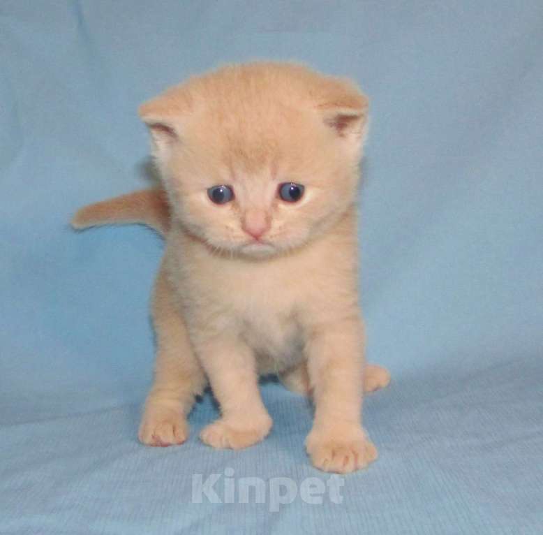 Кошки в Санкт-Петербурге: шотландский кремовый котик Мальчик, 25 000 руб. - фото 3