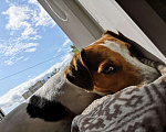 Собаки в Одинцово: ВЯЗКА Джек Рассел, 100 руб. - фото 6