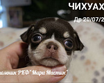 Собаки в Санкт-Петербурге: Большой выбор щенков чихуахуа из питомника РКФ Мальчик, 150 000 руб. - фото 1