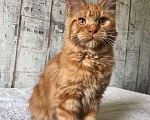 Кошки в Барыше: Кошки мейн кун, 15 000 руб. - фото 2