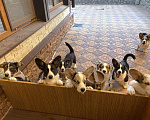 Собаки в Дмитрове: Вельш-корги кардиган, разный пол, 70 000 руб. - фото 9