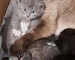 Кошки в Гатчине: Котята девочки темненькие метисы. Девочка, Бесплатно - фото 10
