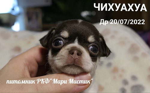 Объявление: Большой выбор щенков чихуахуа из питомника РКФ, 150 000 руб., Санкт-Петербург