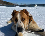 Собаки в Москве: Плюшевый и добрый спасеныш из Сургута. Мальчик, Бесплатно - фото 4