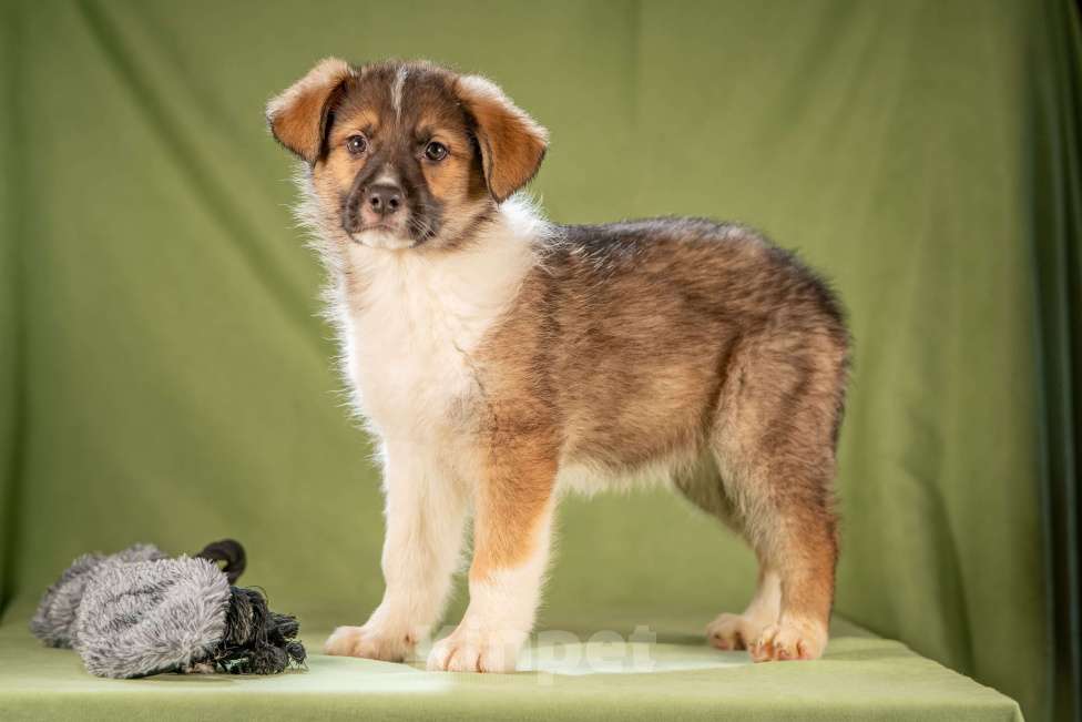 Собаки в Клине: Арахис - статный симпатяга Мальчик, Бесплатно - фото 4