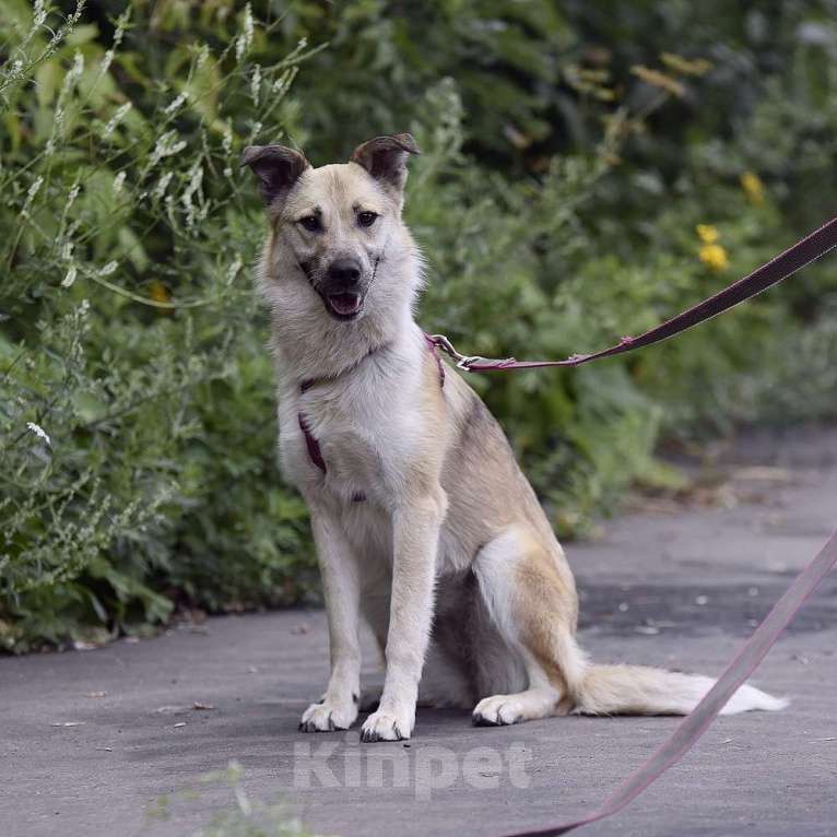 Собаки в Москве: Пуговка Девочка, Бесплатно - фото 3
