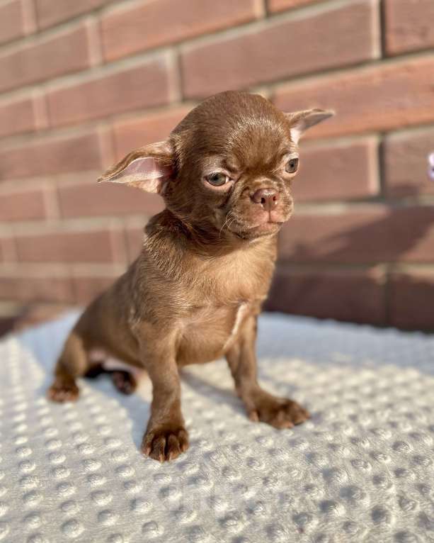 Собаки в Ростове-на-Дону: Щенки чихуахуа  Мальчик, Бесплатно - фото 2