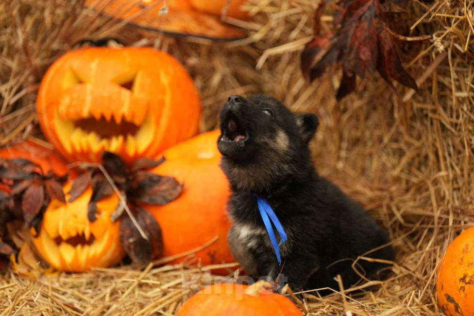 Собаки в других городах Московской области: Кобель ВЕО с Документами РКФ Мальчик, 50 000 руб. - фото 5