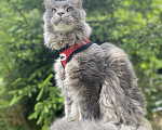 Кошки в Санкт-Петербурге: Мальчик голубой мрамор Мейн Кун Мальчик, 45 000 руб. - фото 3