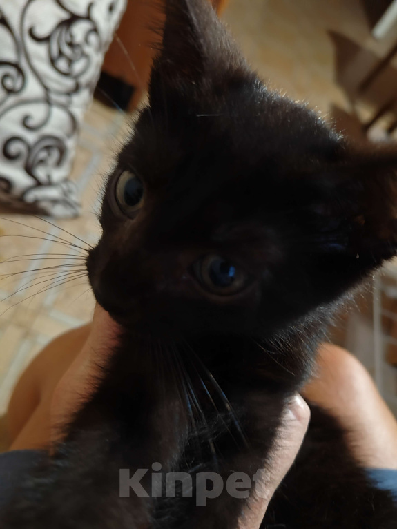 Кошки в Санкт-Петербурге: Уголёк на счастье! Мальчик, Бесплатно - фото 8