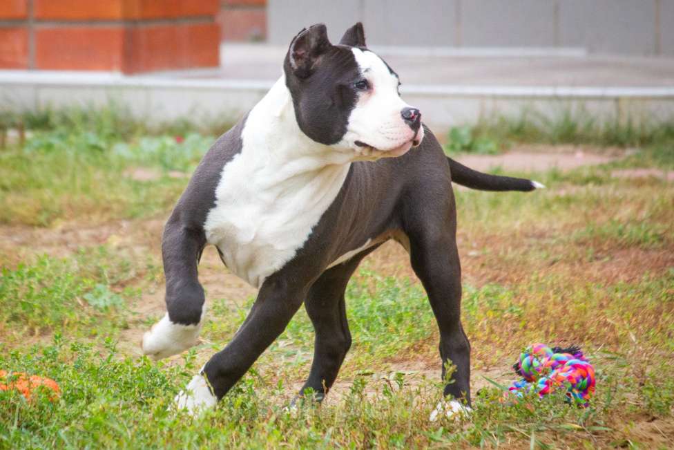 Собаки в других городах Московской области: Американский Булли XL Девочка, 50 000 руб. - фото 5