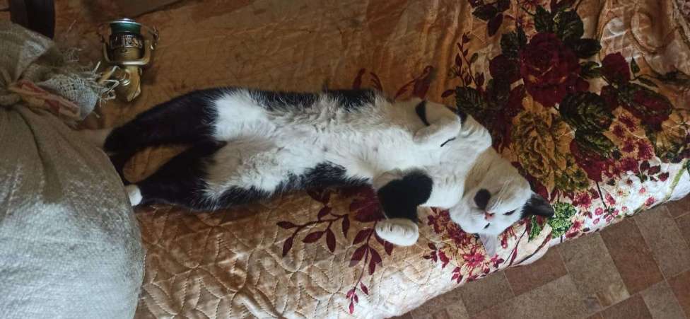 Кошки в Ярославле: Пропал котик Мальчик, 3 000 руб. - фото 1