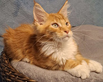 Кошки в Санкт-Петербурге: котенок мейн кун рыжий мальчик полидакт Мальчик, 60 руб. - фото 3