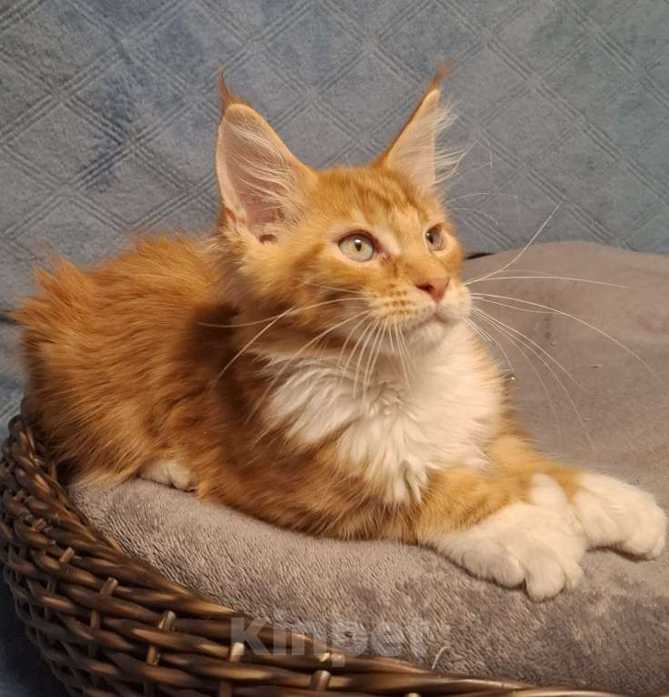 Кошки в Санкт-Петербурге: котенок мейн кун рыжий мальчик полидакт Мальчик, 60 руб. - фото 3