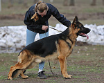 Собаки в Энгельс-19: Кобель на вязку Мальчик, 25 000 руб. - фото 4