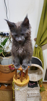 Продаются котята мейкуна