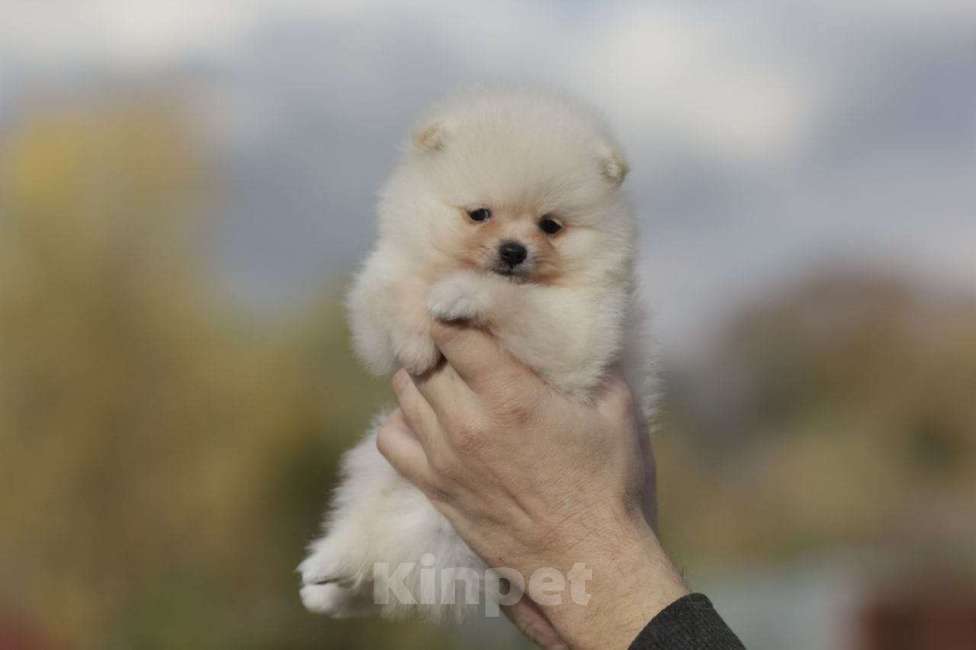 Собаки в Москве: Померанский шпиц, мальчик  Мальчик, Бесплатно - фото 4