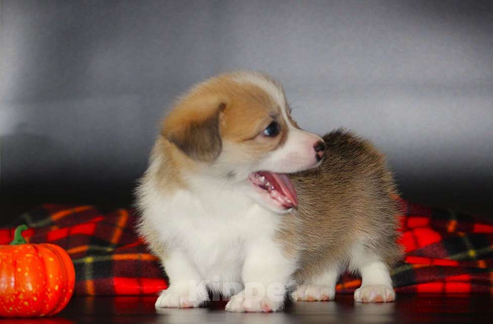 Собаки в Москве: Щенки вельш корги пемброк Мальчик, 70 000 руб. - фото 3