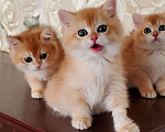 Кошки в Новосибирске:  очаровательные золотые  котята  Мальчик, Бесплатно - фото 4