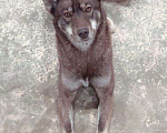 Собаки в Краснодаре: Пропала собака Девочка, 5 000 руб. - фото 1
