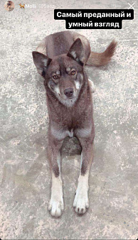 Объявление: Пропала собака, 5 000 руб., Краснодар