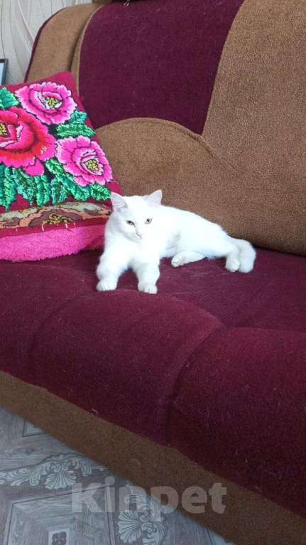 Кошки в Чите: Отдам милую кошечку Девочка, Бесплатно - фото 3