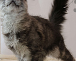 Кошки в Королеве: Котенок помета А; Мейн кун. Аякс. Мальчик, 50 000 руб. - фото 5