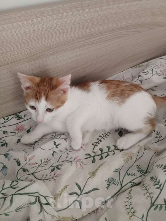 Кошки в Ульяновске: Рыженький котик Мальчик, 200 руб. - фото 2