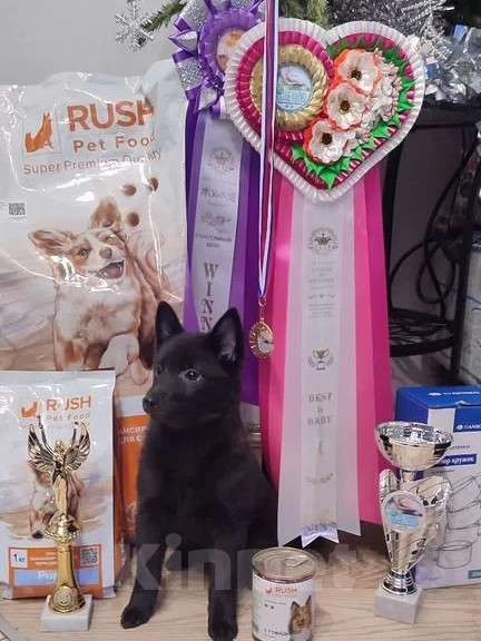 Собаки в Раменском: Шипперке Девочка, 50 000 руб. - фото 1