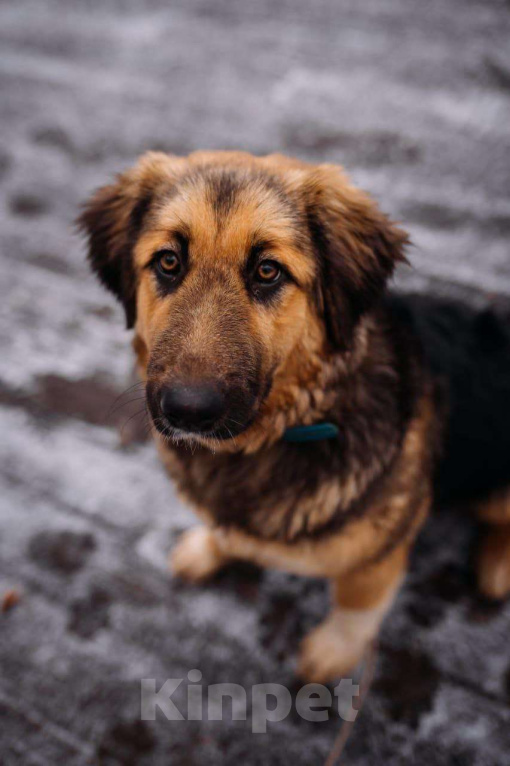 Собаки в Москве: Щенок в добрые руки Девочка, Бесплатно - фото 1