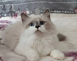 Кошки в Казани: Сибирская кошка Девочка, Бесплатно - фото 1
