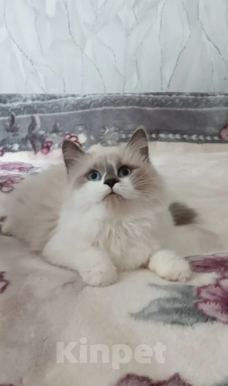 Кошки в Казани: Сибирская кошка Девочка, Бесплатно - фото 1