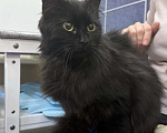 Кошки в других городах Ленинградской области: Найдена черная кошечка Девочка, Бесплатно - фото 1