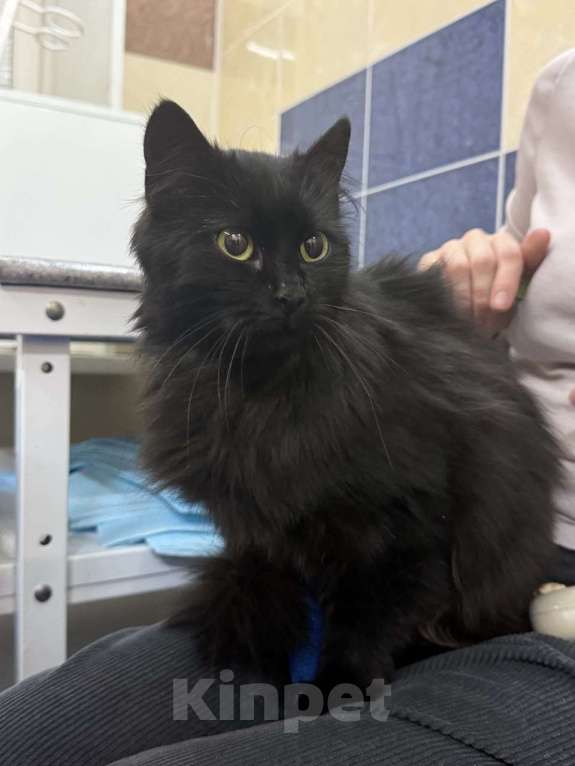 Кошки в других городах Ленинградской области: Найдена черная кошечка Девочка, Бесплатно - фото 1