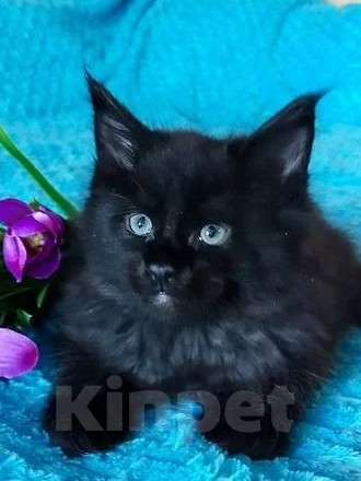 Кошки в Челябинске: 🔥🔥🔥КОТЯТА МЕЙН-КУН ПОЛИДАКТ РЕЗЕРВ ПИТОМНИК Разнополые, Бесплатно - фото 3