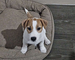 Собаки в Высоковске: Джек-рассел-терьер Мальчик, 40 000 руб. - фото 2