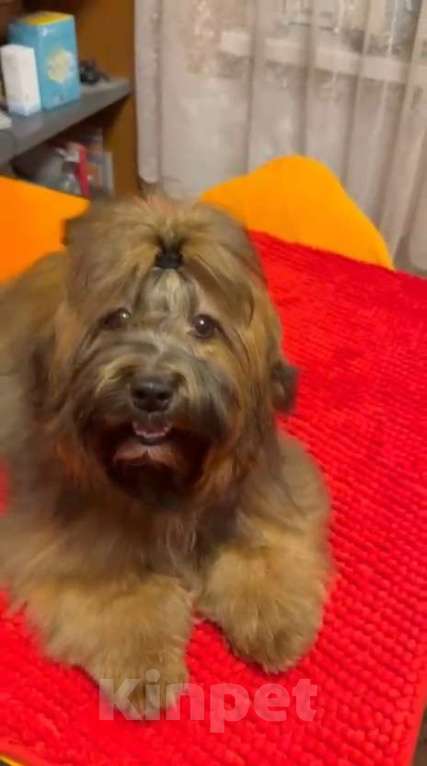 Собаки в Москве: Красотка Гаванский Бишон Хаванез  Девочка, 85 000 руб. - фото 4