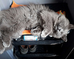 Кошки в Ростове-на-Дону: Дымчато-серый молодой кот Мальчик, 5 000 руб. - фото 3