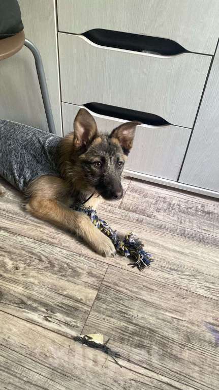 Собаки в Шатуре: Вишня и малинка  Девочка, Бесплатно - фото 3