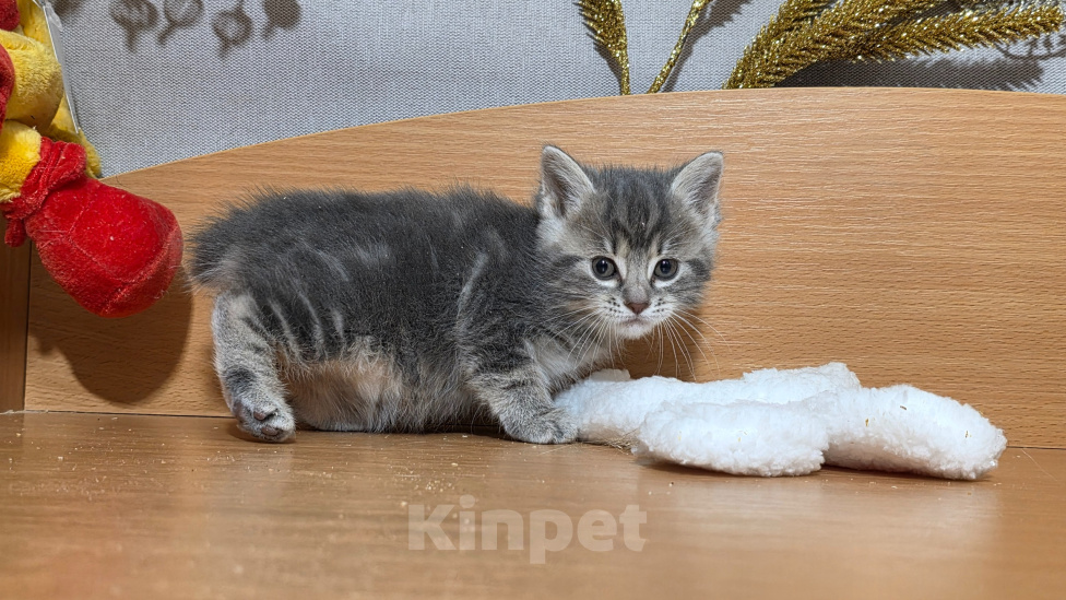 Кошки в других городах Ленинградской области: Курильский бобтейл редкий окрас Девочка, 25 000 руб. - фото 5