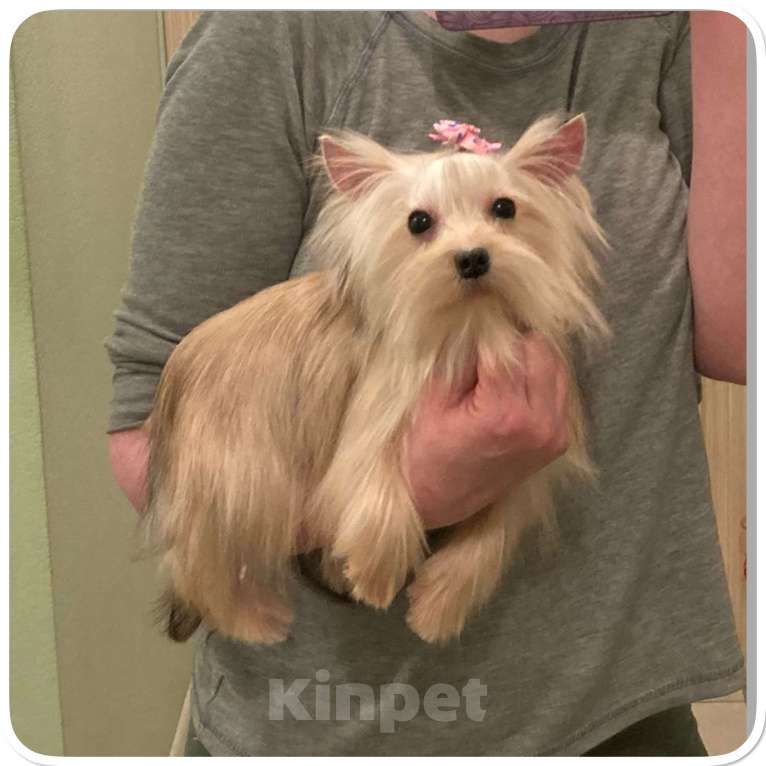 Собаки в Москве: Мини йорк девочка золотая подрощенная Девочка, 80 000 руб. - фото 5